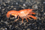 Cambarellus Patzcuarensis Orange